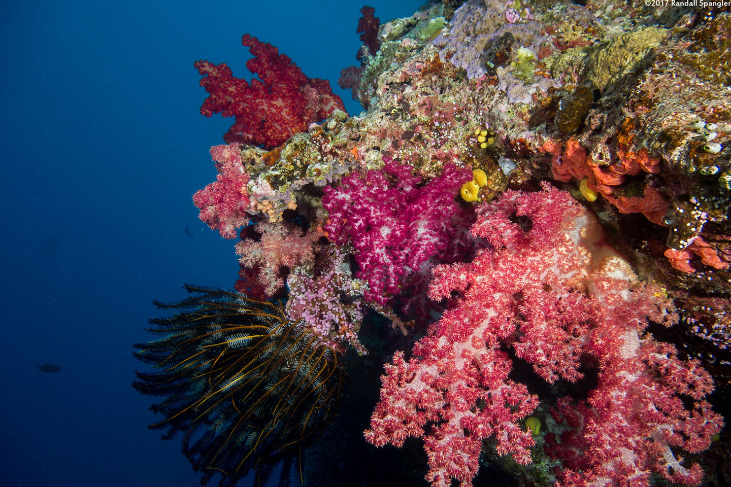 Dendronephthya sp.1 (Dendronephthya)