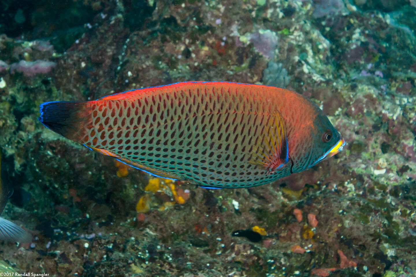 Pseudodax moluccanus (Chiseltooth Wrasse)