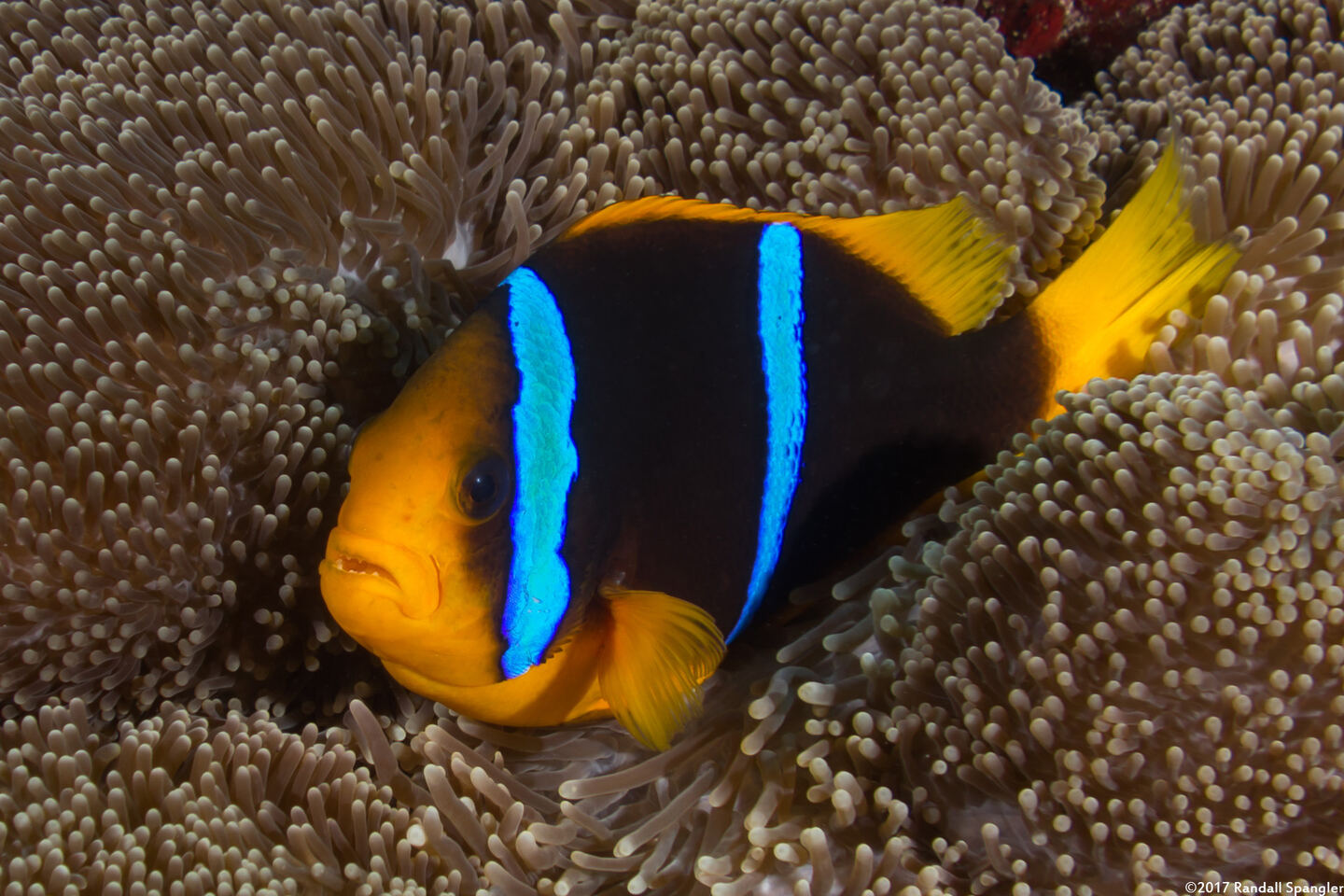 Amphiprion chrysopterus (Orangefin Anemonefish)