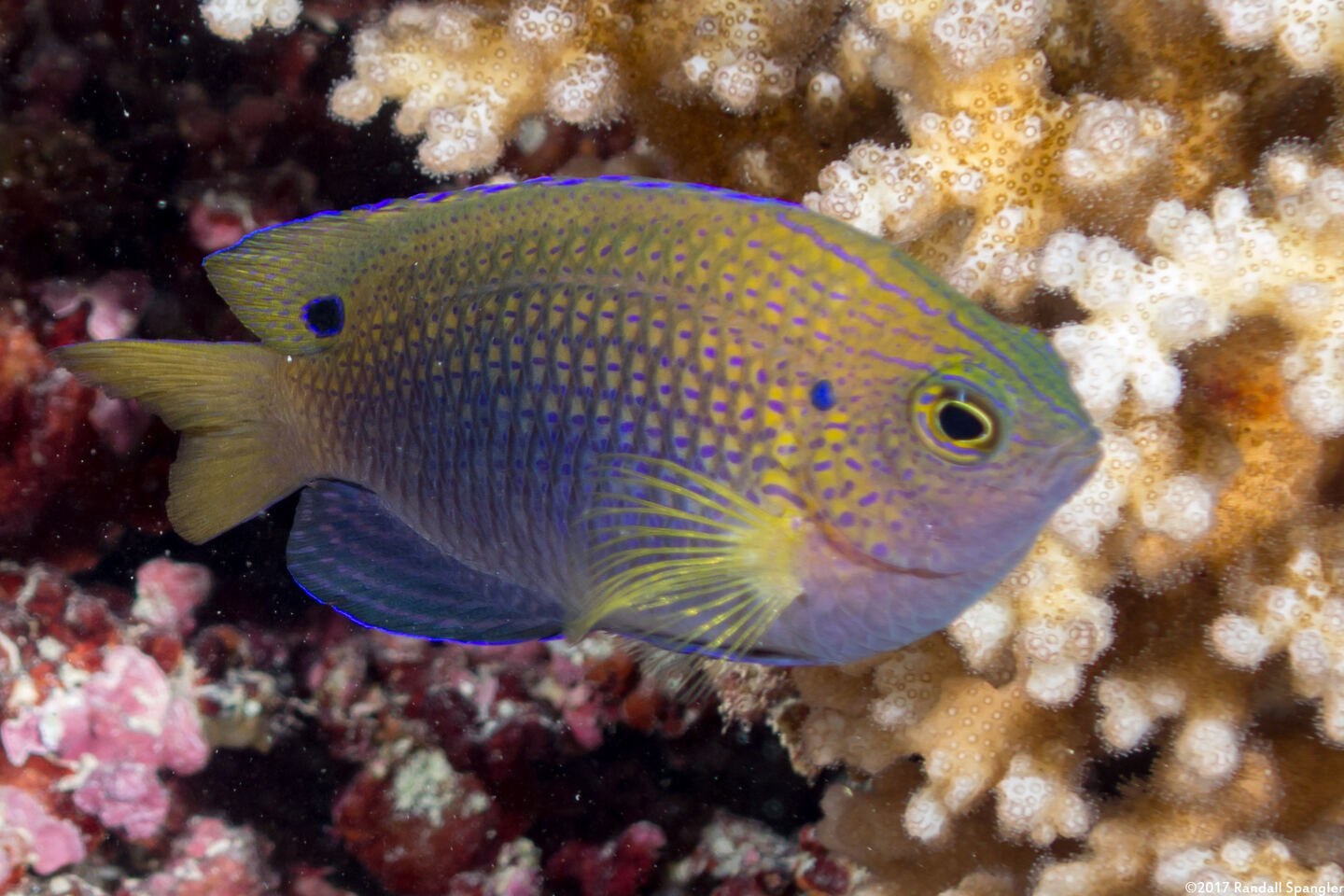 Pomacentrus vaiuli (Princess Damsel)