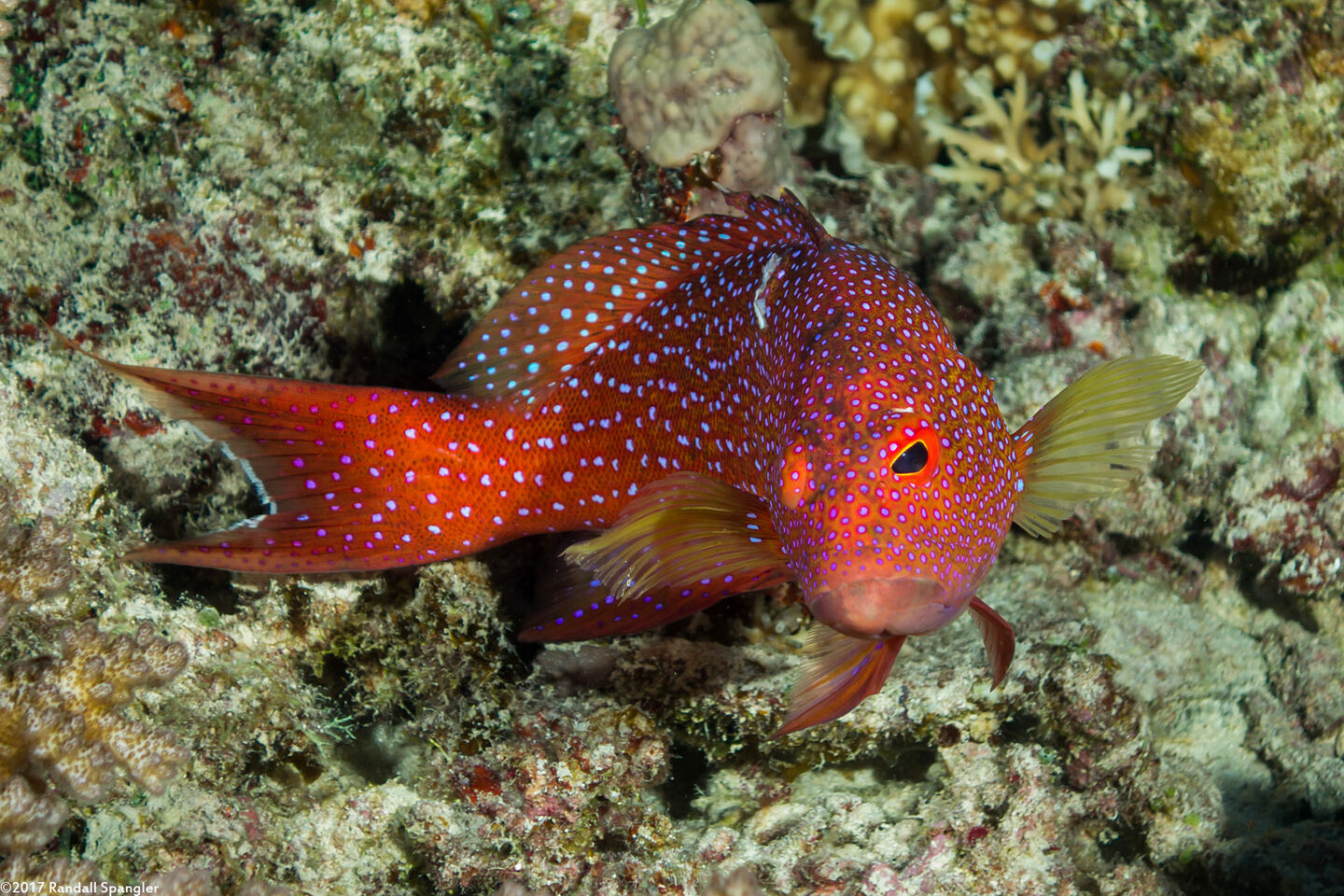 Variola albimarginata (White-Edged Lyretail)