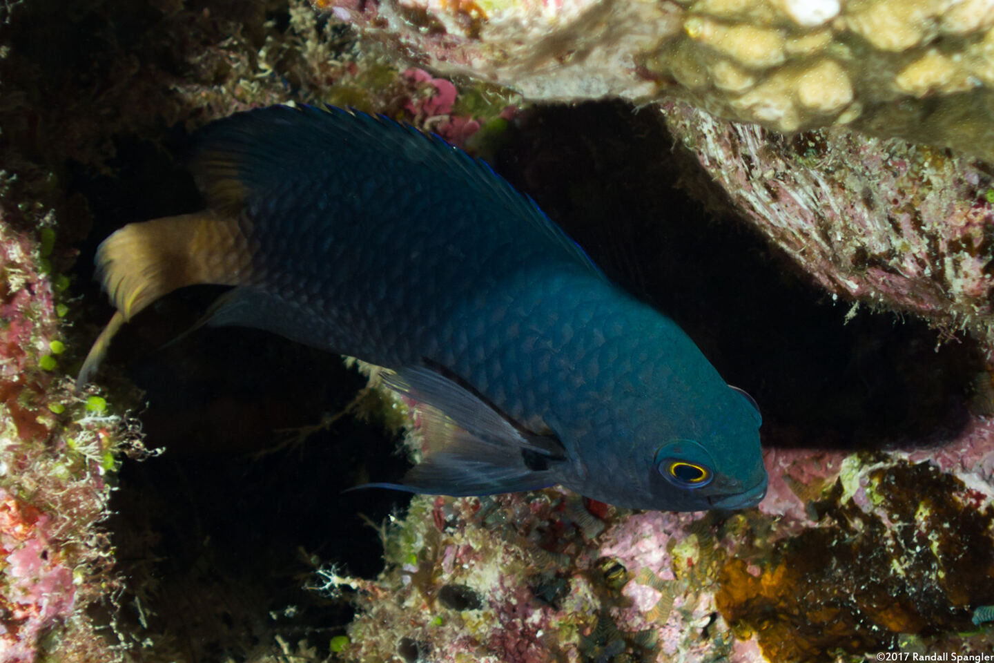 Pomacentrus imitator (Imitator Damsel)