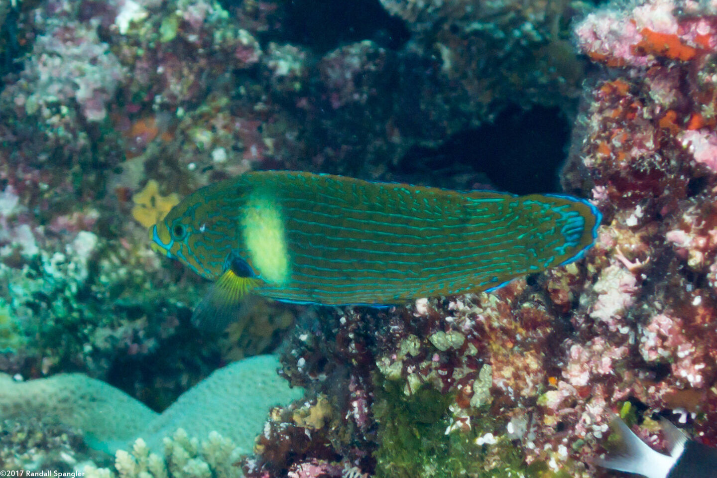 Labrichthys unilineatus (Tubelip Wrasse)