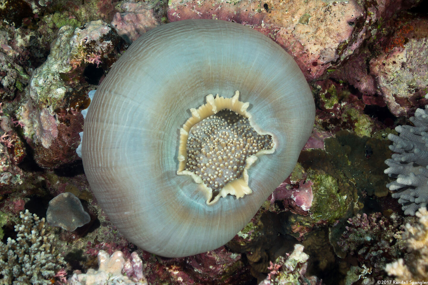 Amplexidiscus fenestrafer (Giant Cup Mushroom Coral)
