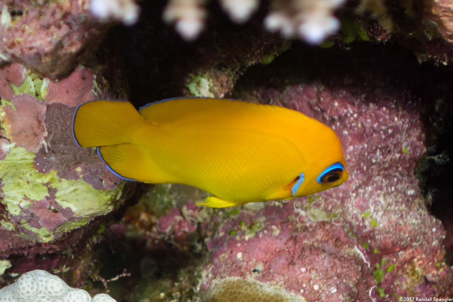 Centropyge flavissima (Lemonpeel Angelfish)