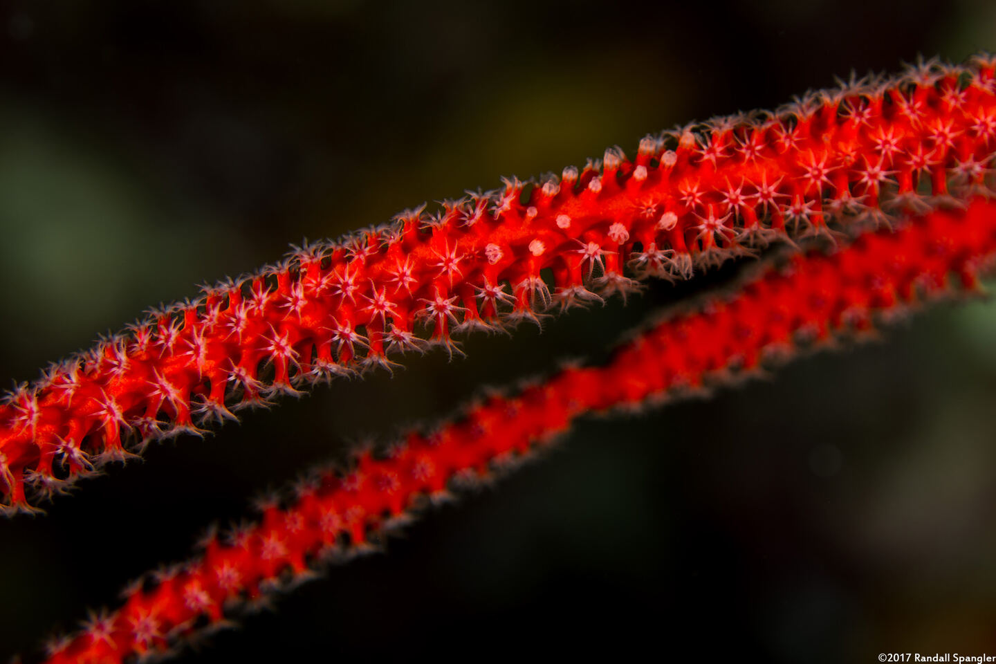 Ctenocella pectinata (Red Whip Coral)