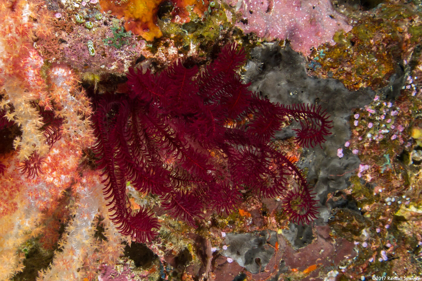 Clarkcomanthus mirabilis (Extraordinary Feather Star)