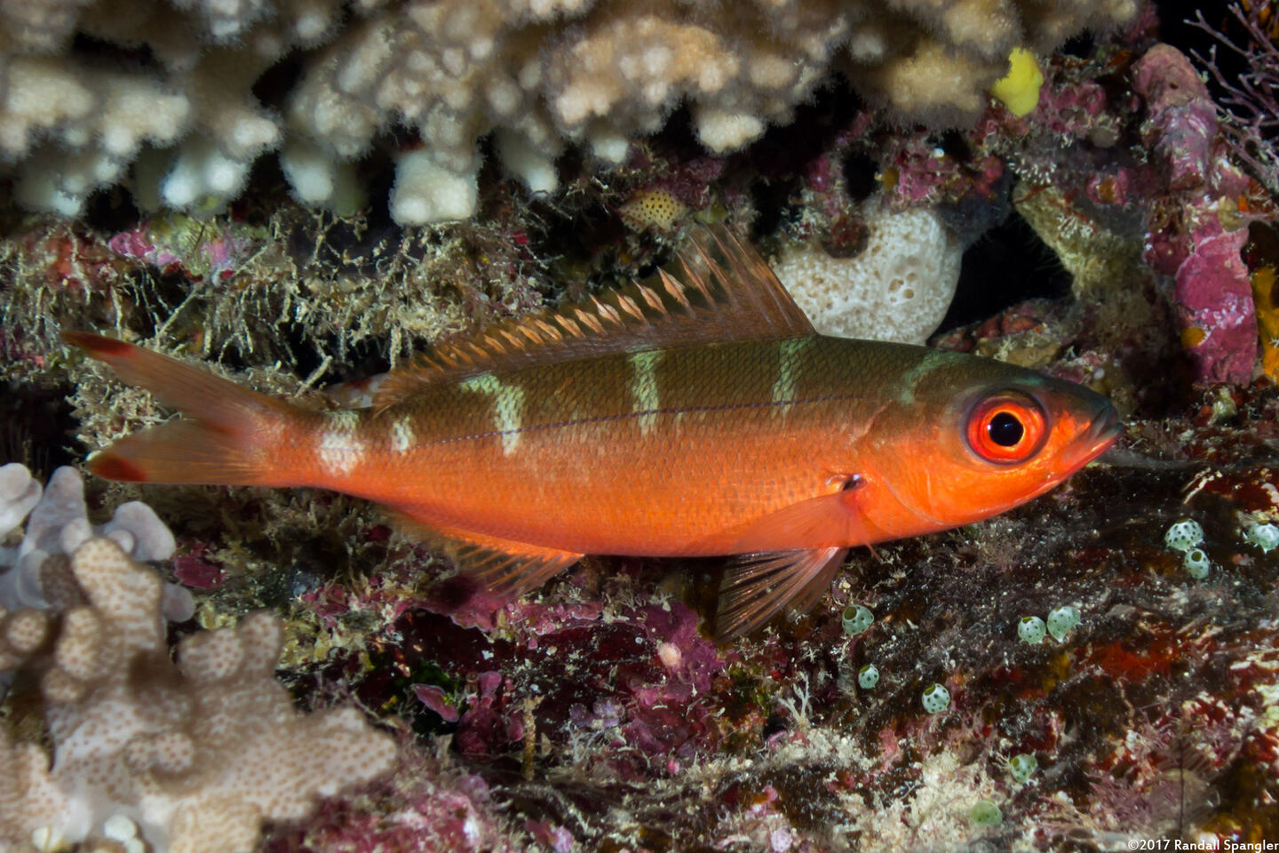 Pterocaesio pisang (Ruddy Fusilier)
