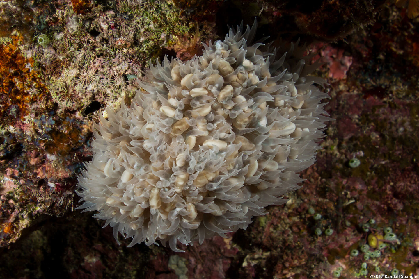 Physogyra lichtensteini (Grape Coral)