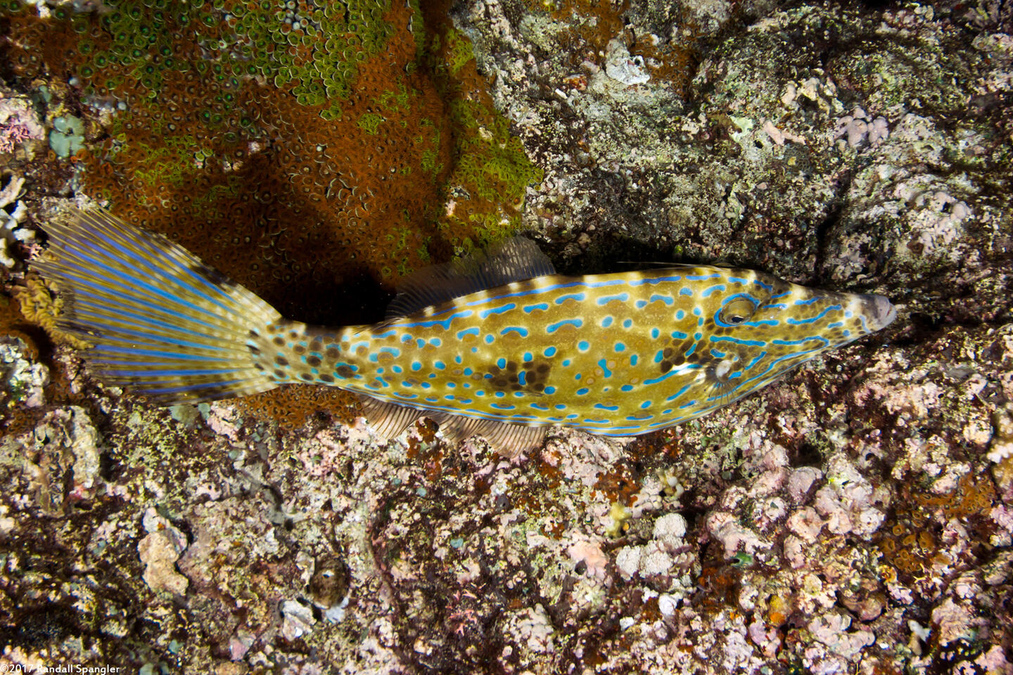 Aluterus scriptus (Scrawled Filefish)