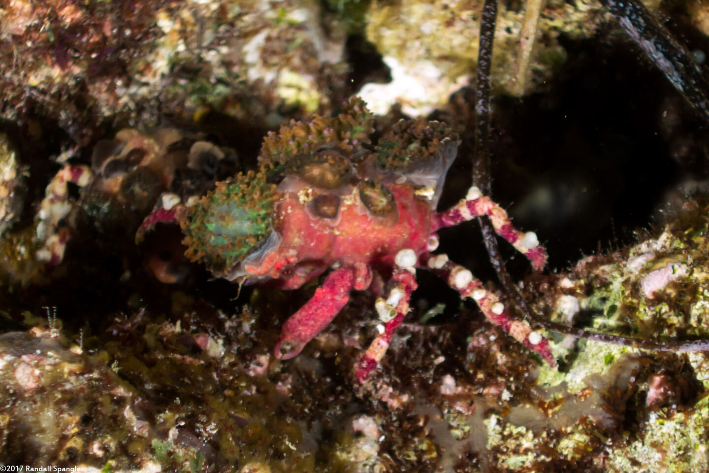 Cyclocoeloma tuberculatum (Corallimorph Decorator Crab)