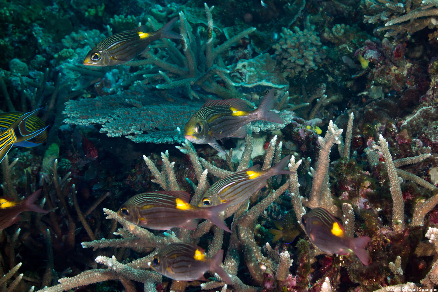 Gnathodentex aureolineatus (Striped Large-Eye Bream)