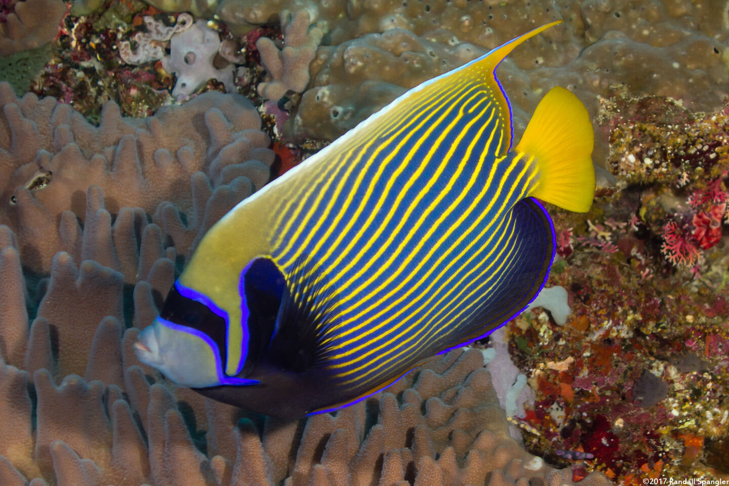 Pomacanthus imperator (Emperor Angelfish)