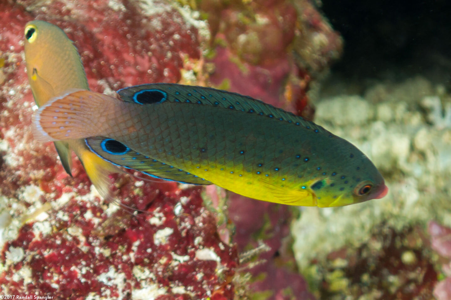 Anampses twistii (Yellow-Breasted Wrasse)