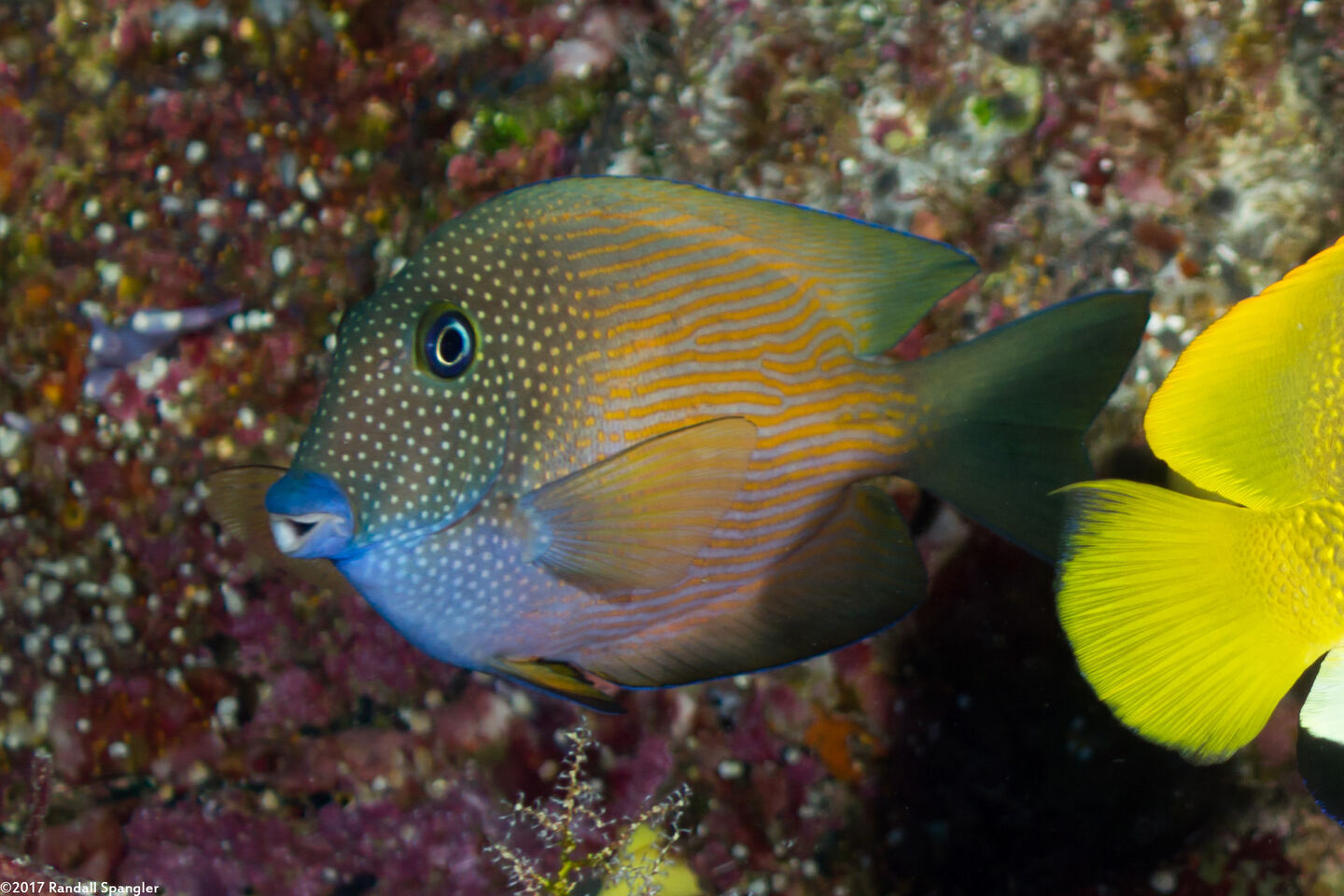 Ctenochaetus cyanocheilus (Bluelipped Bristletooth)