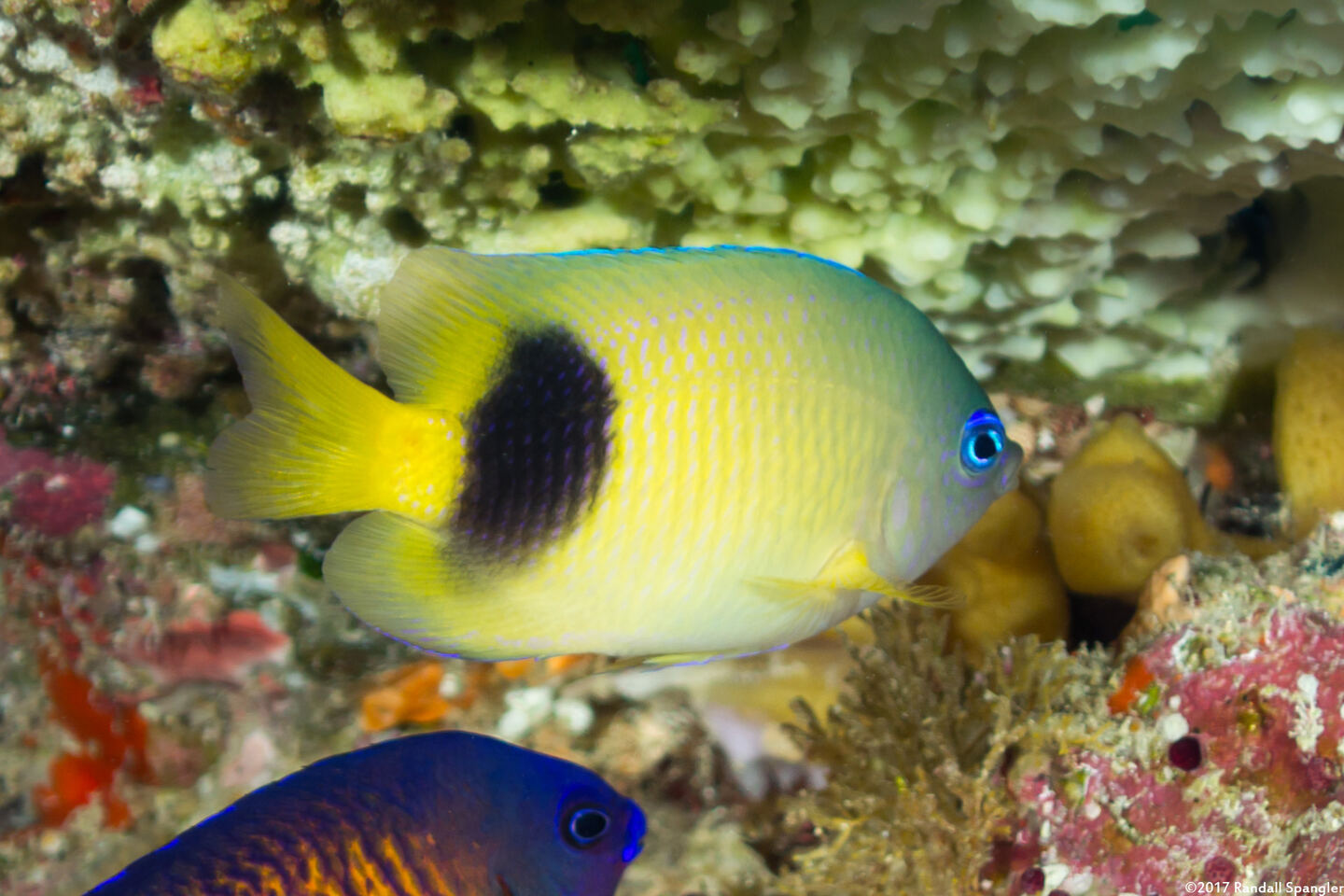 Plectroglyphidodon johnstonianus (Johnston Damsel)