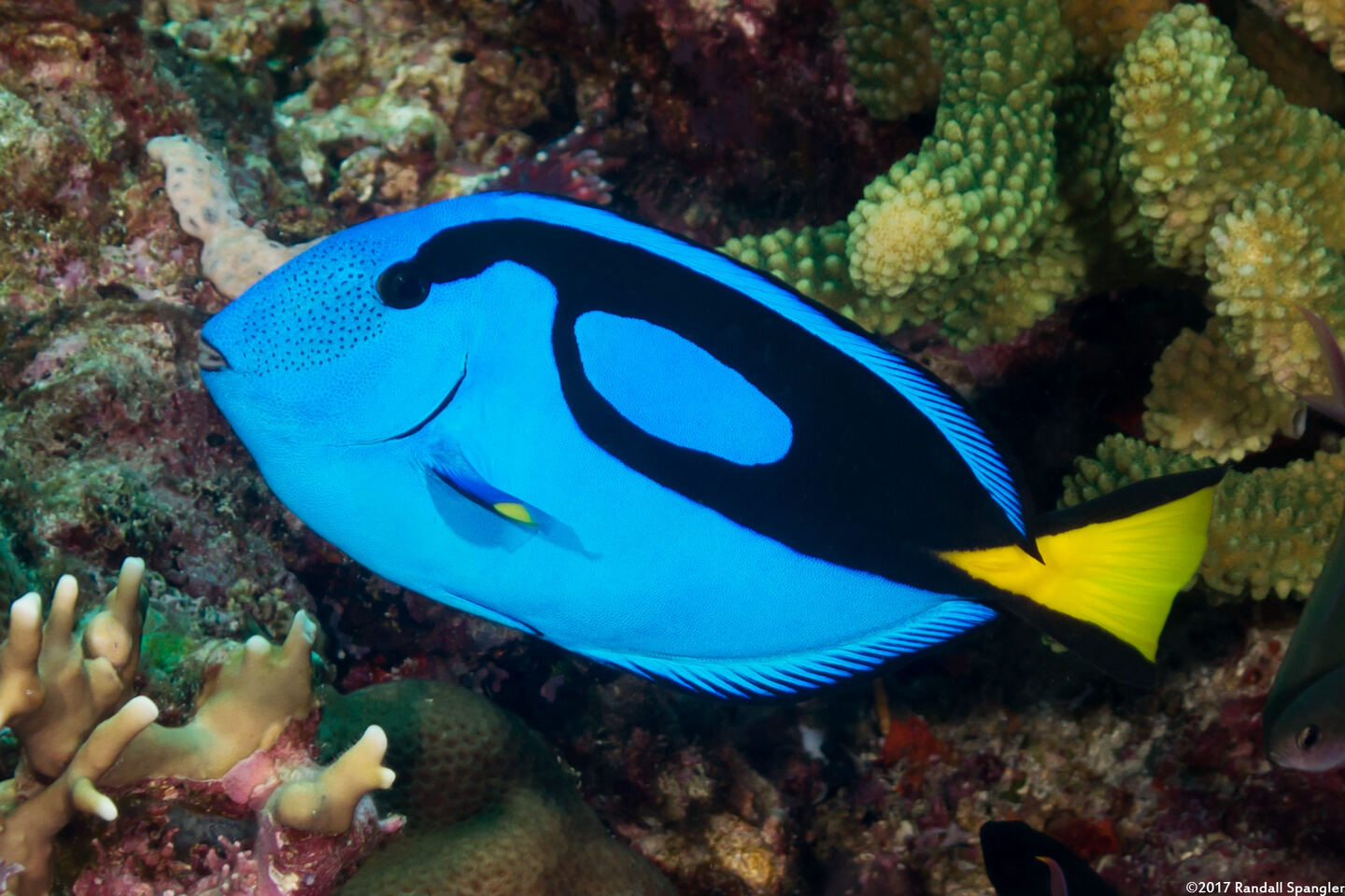 Paracanthurus hepatus (Palette Surgeonfish)