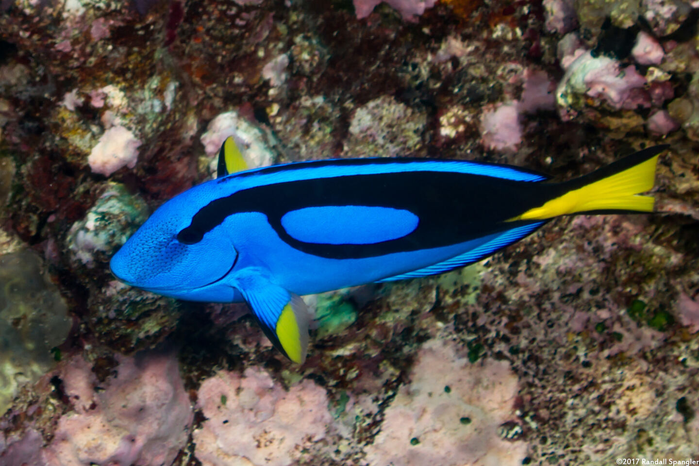 Paracanthurus hepatus (Palette Surgeonfish)