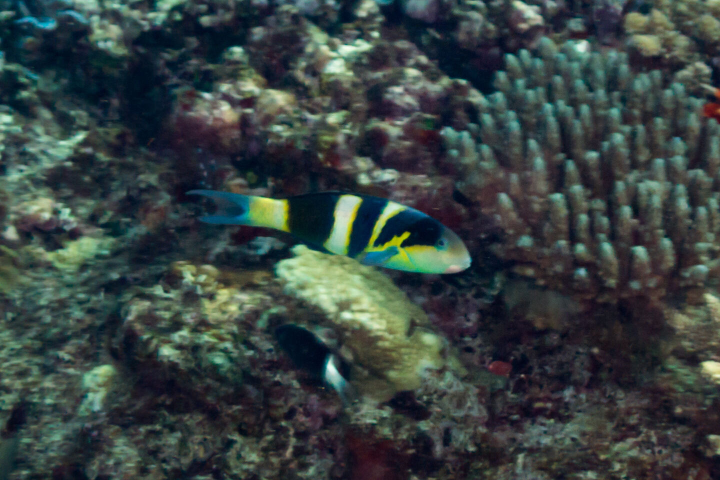 Thalassoma nigrofasciatum (Blackbar Wrasse)
