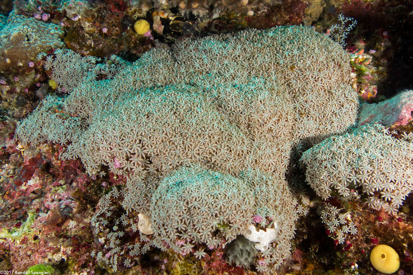 Tubipora musica (Organ Pipe Coral)