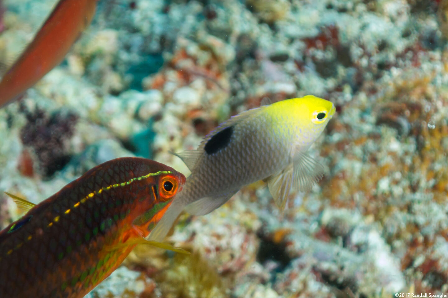 Chrysiptera talboti (Talbot's Damsel)