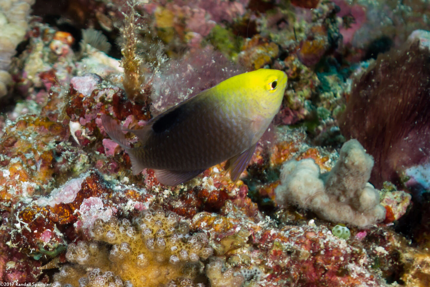 Chrysiptera talboti (Talbot's Damsel)