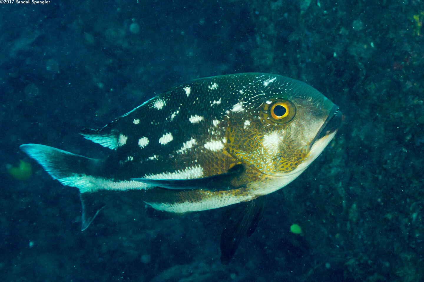 Macolor macularis (Midnight Snapper)