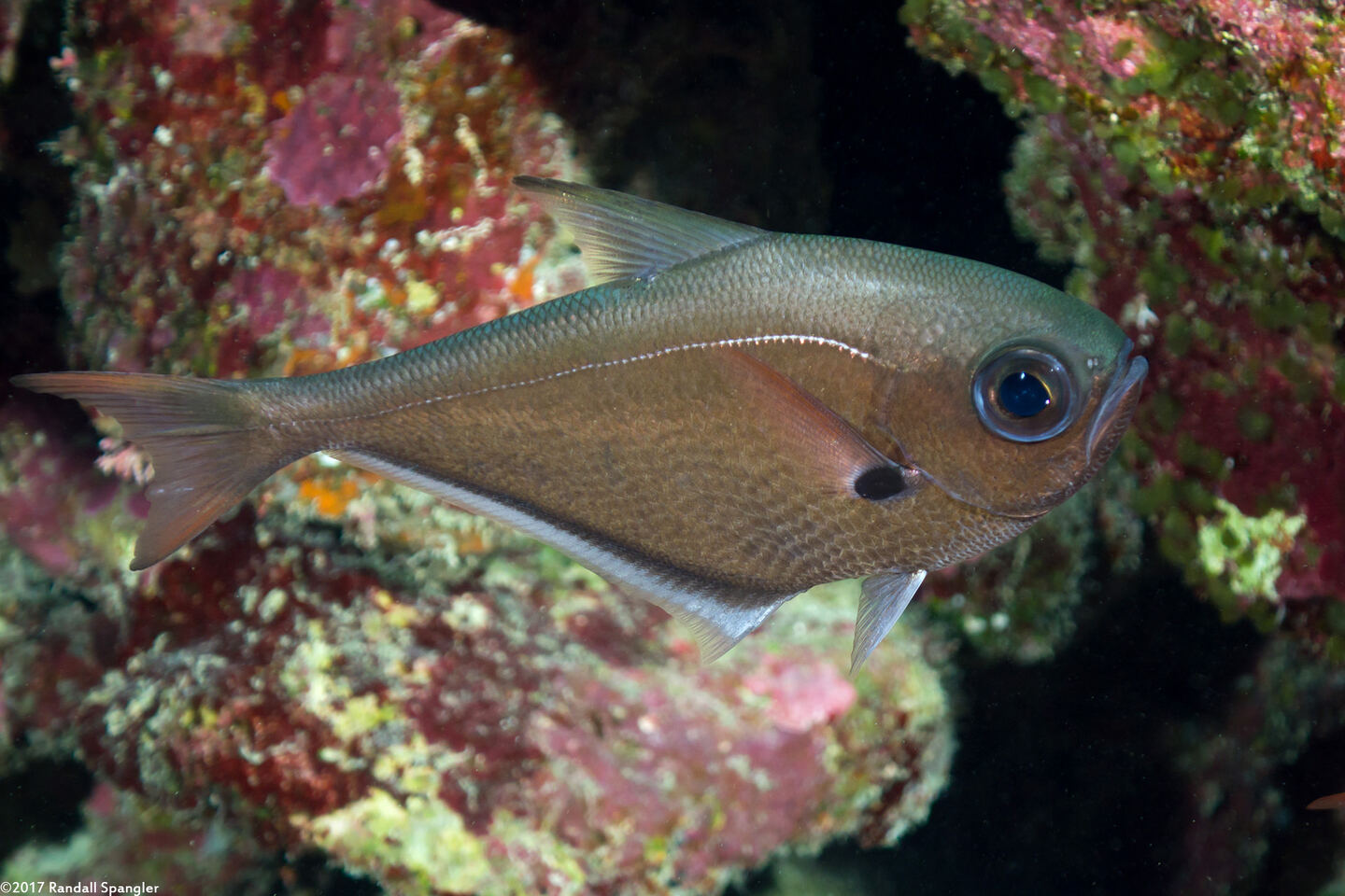 Pempheris oualensis (Copper Sweeper)