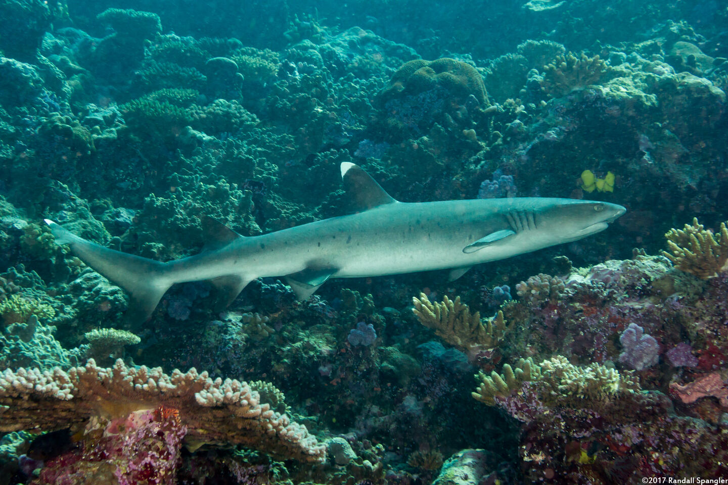 Triaenodon obesus (Whitetip Reef Shark)