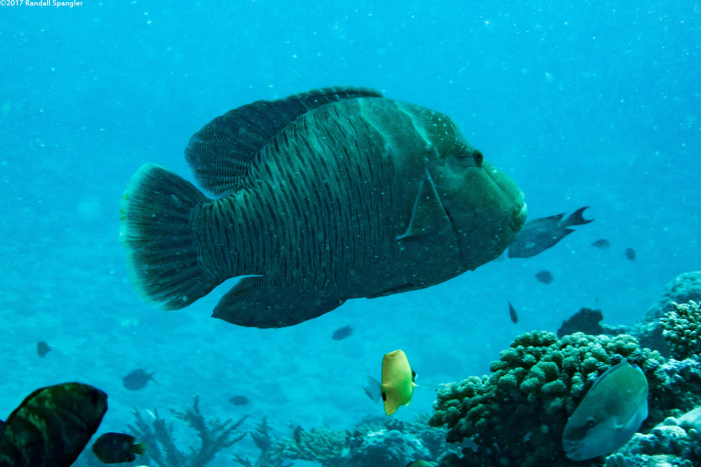 Cheilinus undulatus (Humphead Wrasse)