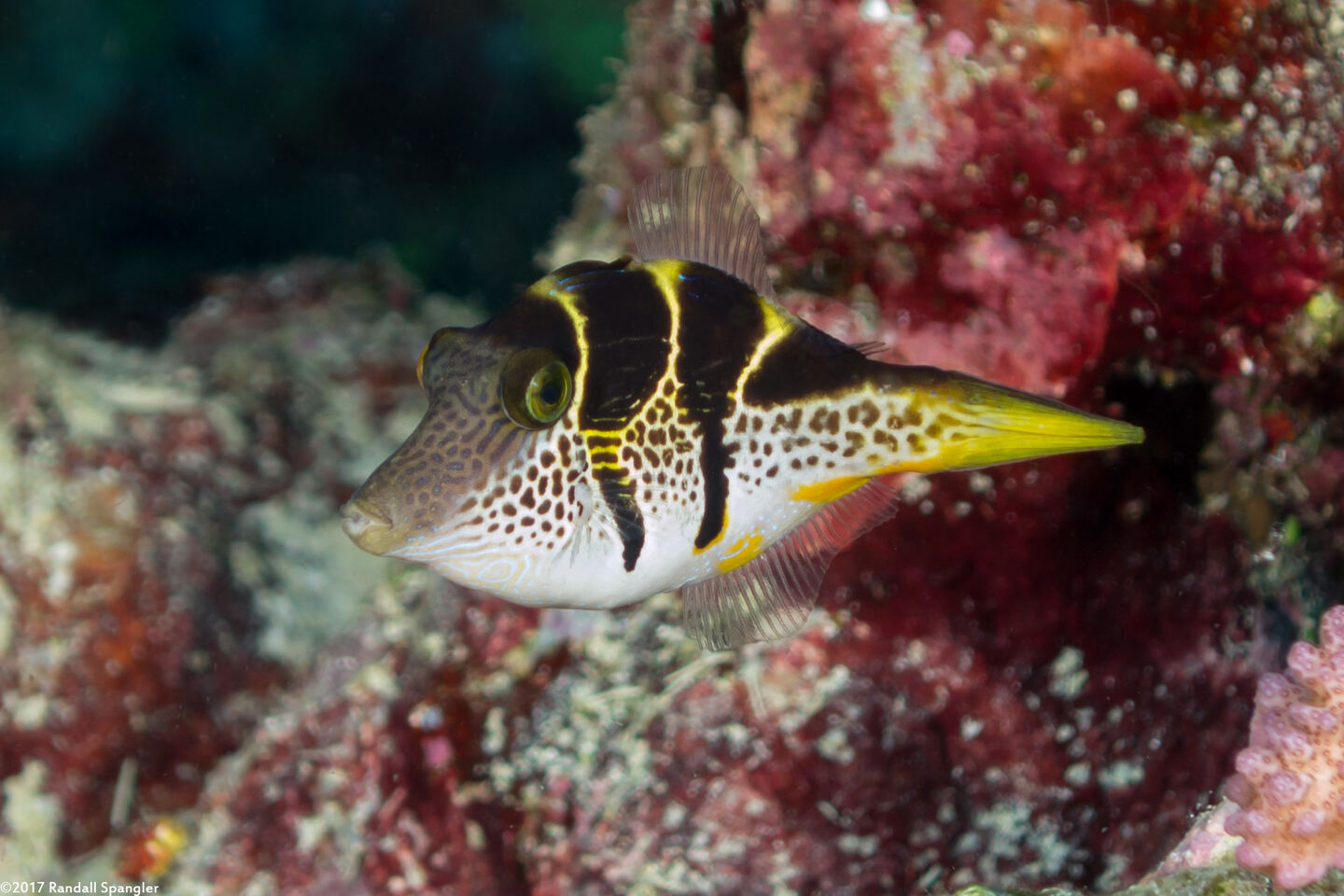 Paraluteres prionurus (Mimic Filefish)
