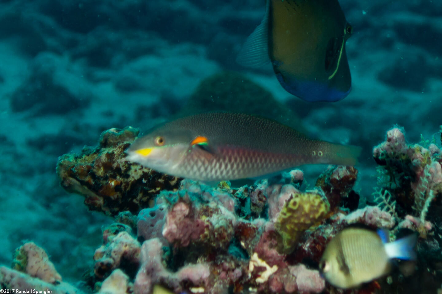 Stethojulis bandanensis (Redshoulder Wrasse)