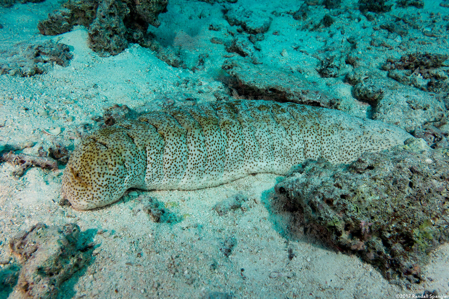 Holothuria fuscopunctata (Elephant Trunkfish)