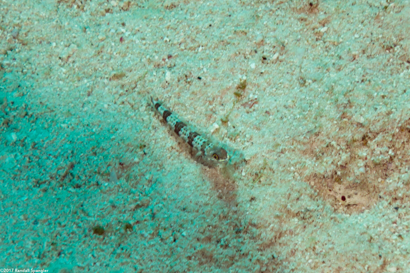Synodus binotatus (Twospot Lizardfish)