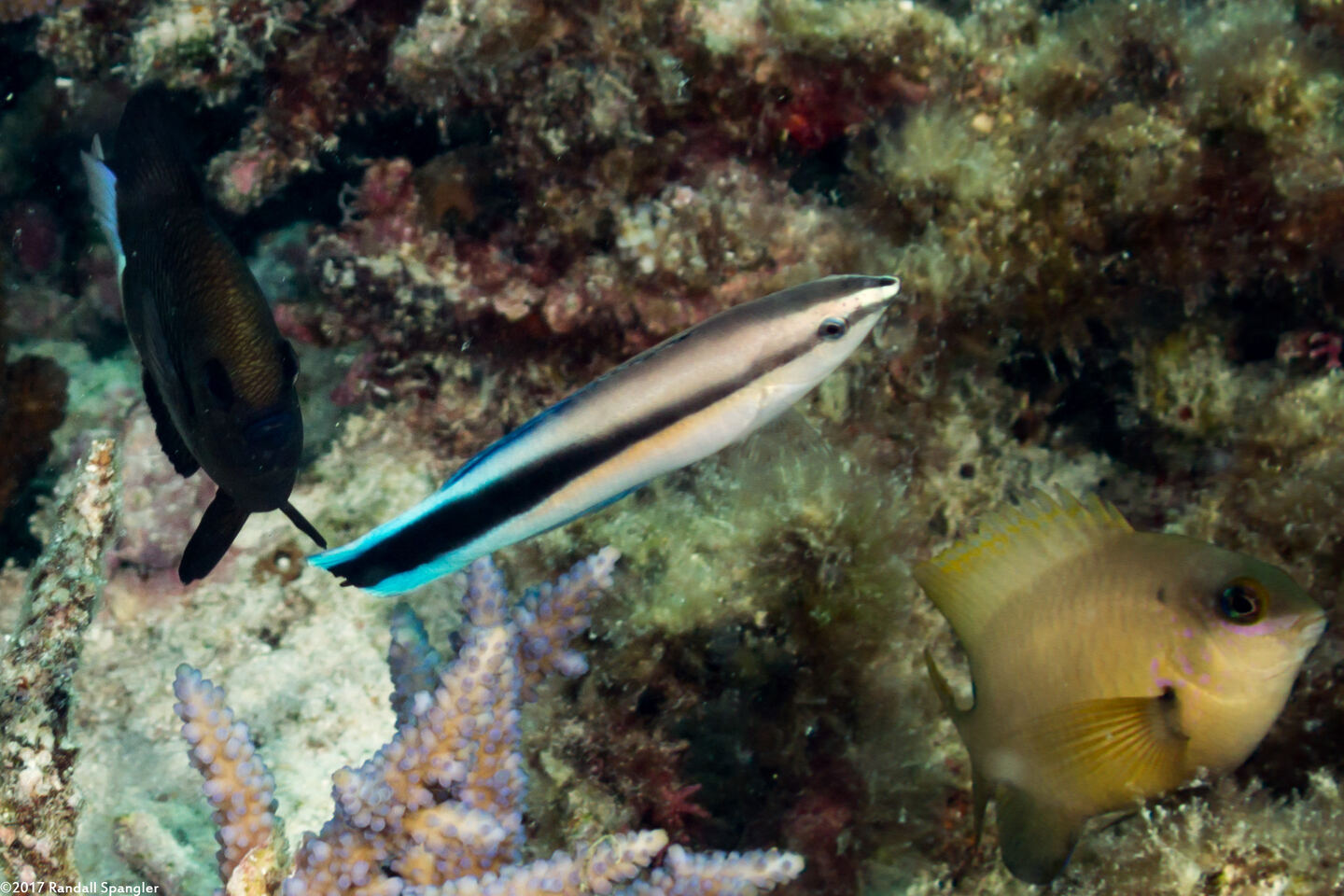 Labroides dimidiatus (Bluestreak Cleaner Wrasse)