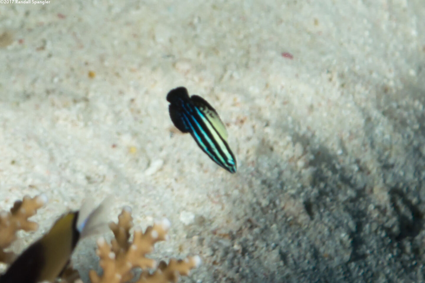 Labropsis australis (Southern Tubelip)