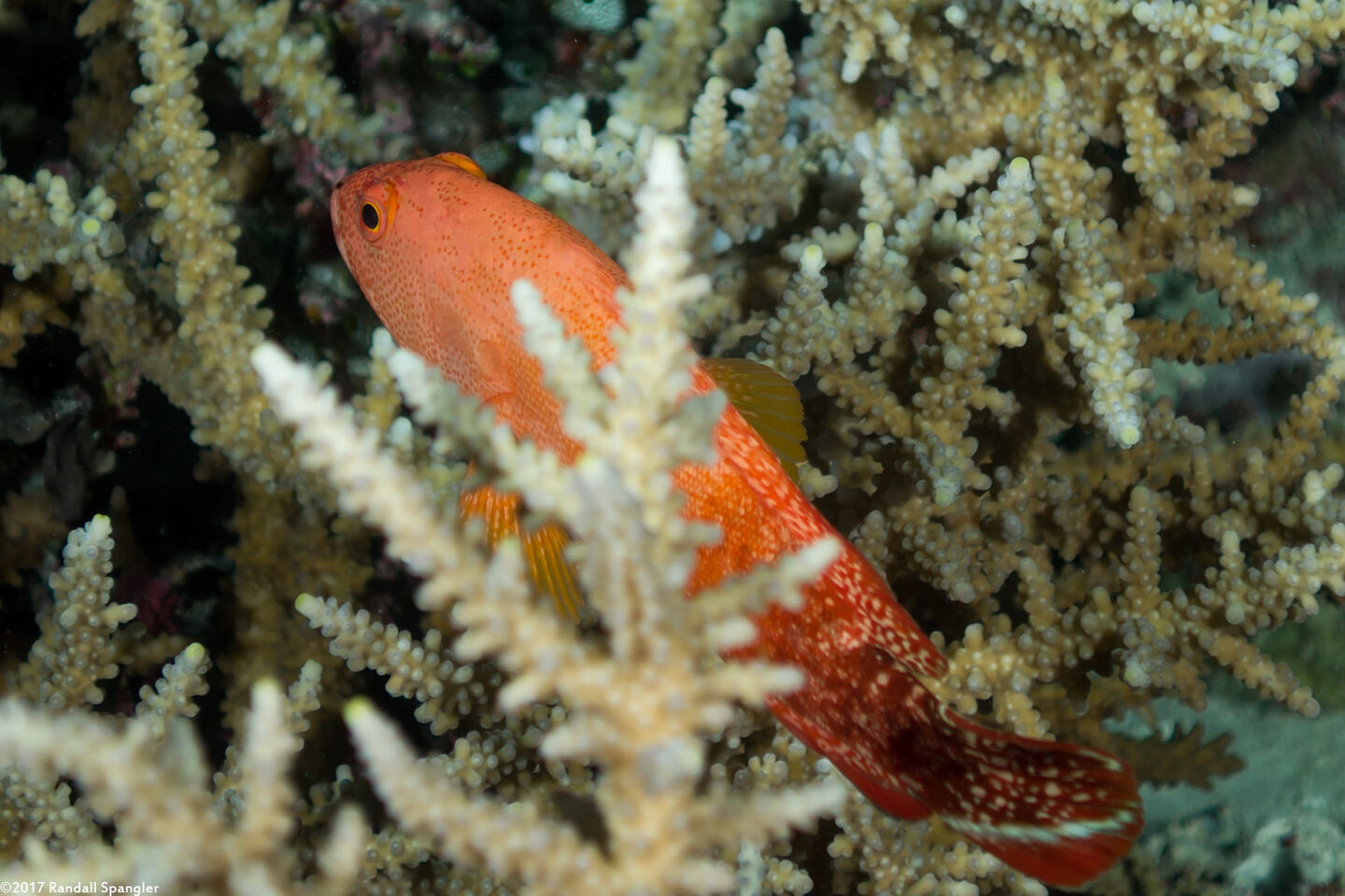 Cephalopholis urodeta (Flagtail Grouper)