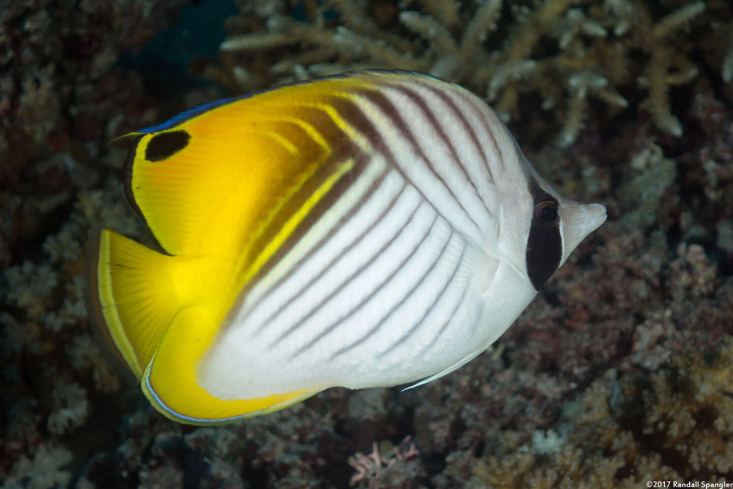 Chaetodon auriga (Threadfin Butterflyfish)