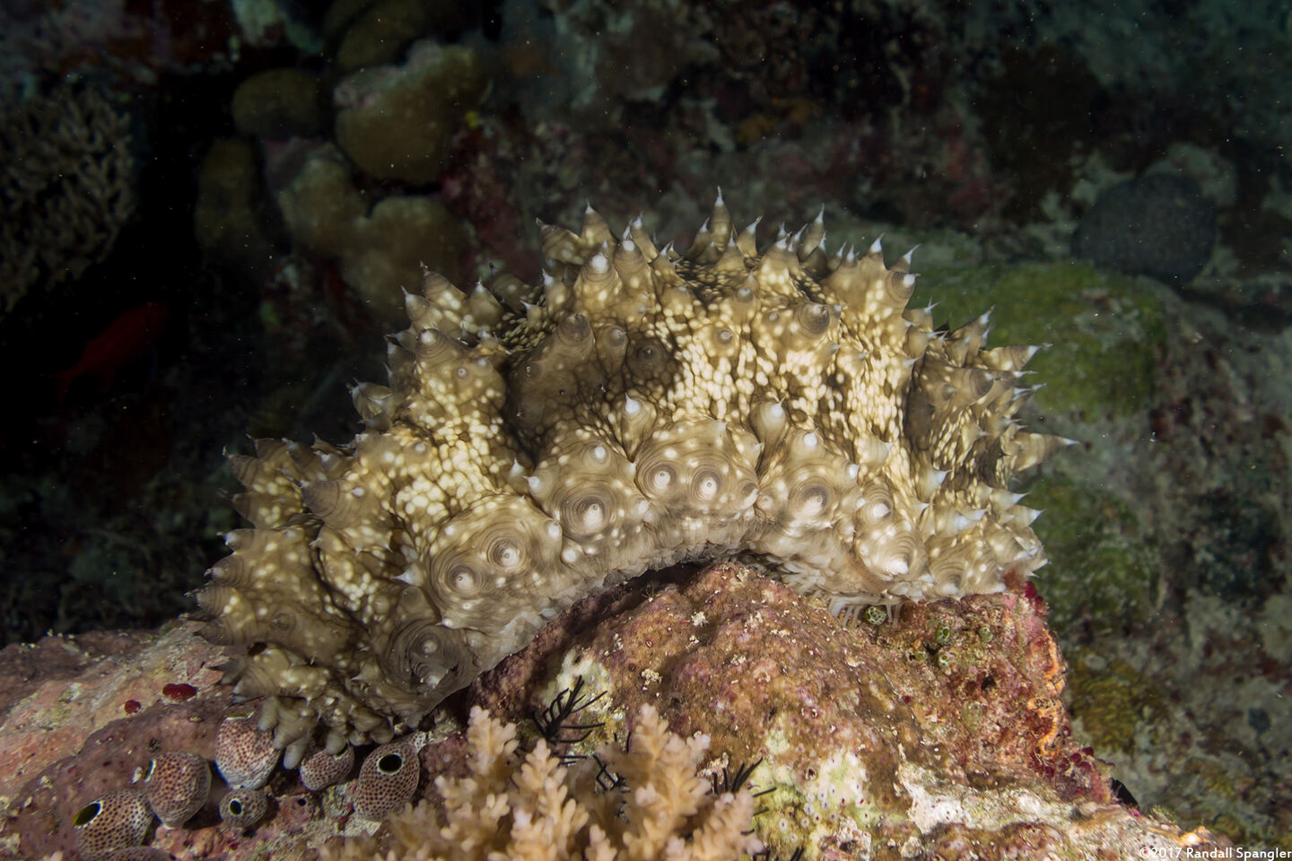 Holothuria cf. impatiens (Impatient Sea Cucumber)