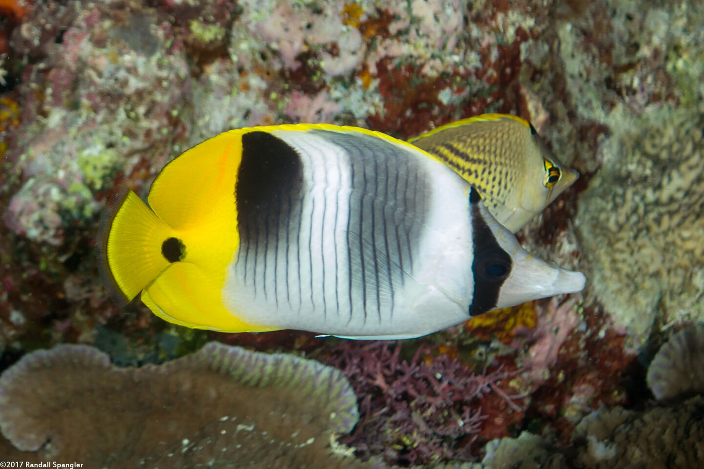 Chaetodon ulietensis (Pacific Double-Saddle Butterflyfish)