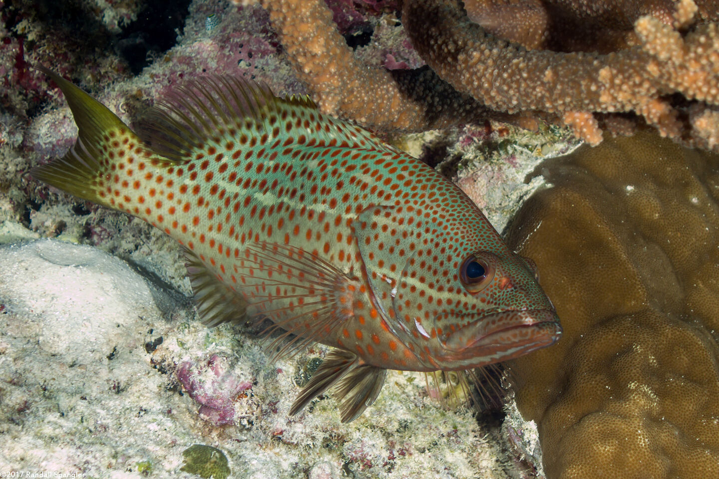 Anyperodon leucogrammicus (Slender Grouper)