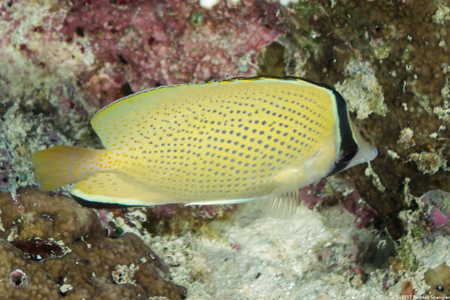 Chaetodon citrinellus (Speckled Butterflyfish)