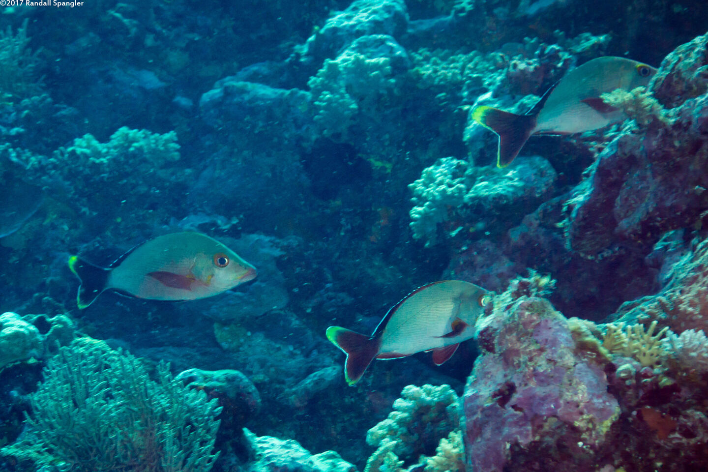 Lutjanus gibbus (Humpback Snapper)
