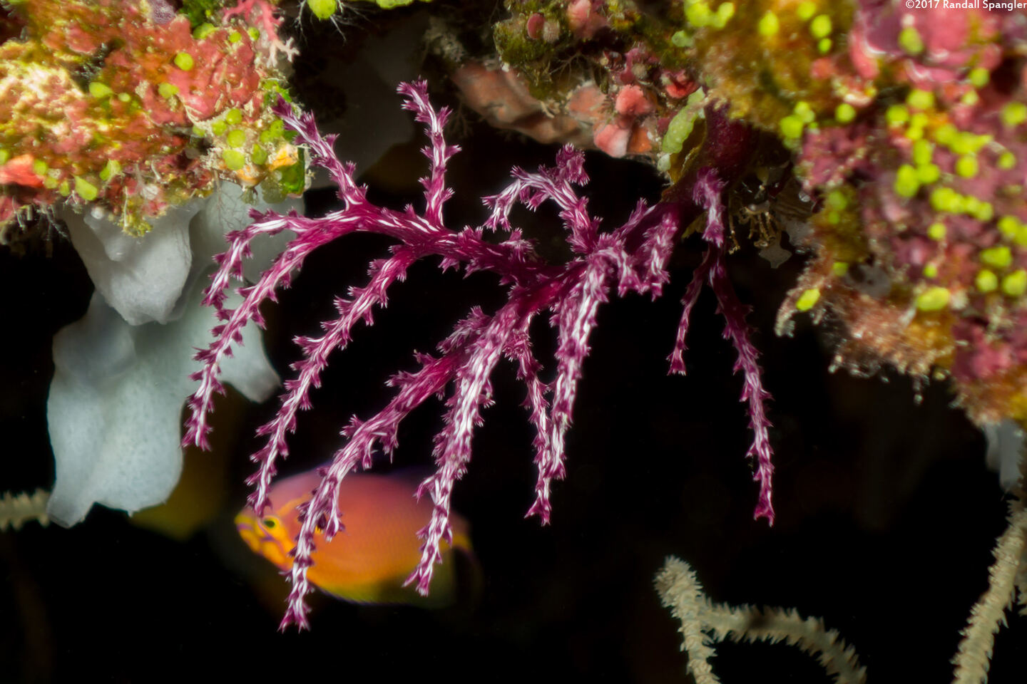 Dendronephthya sp.1 (Dendronephthya)