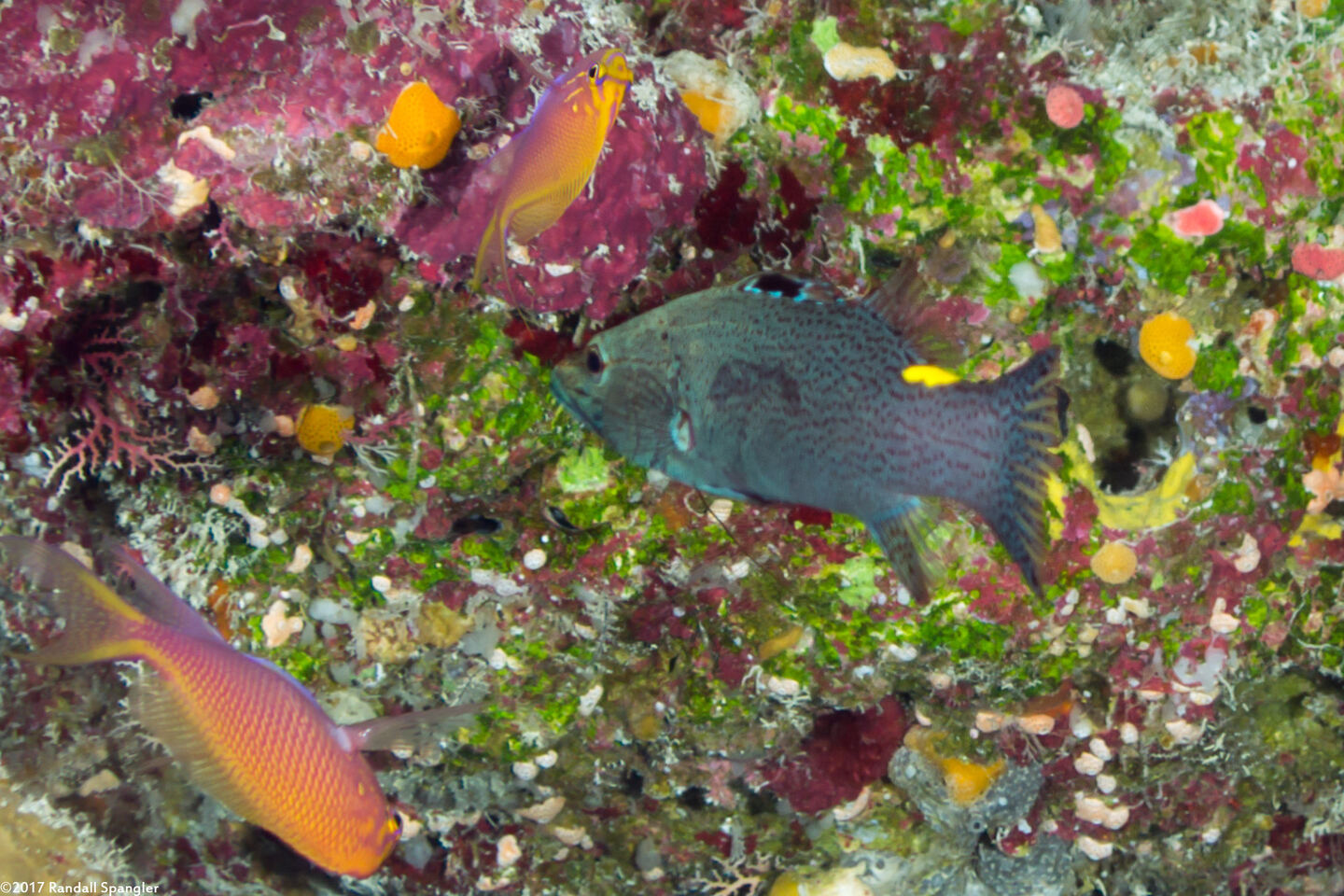Belonoperca chabanaudi (Arrowhead Soapfish)