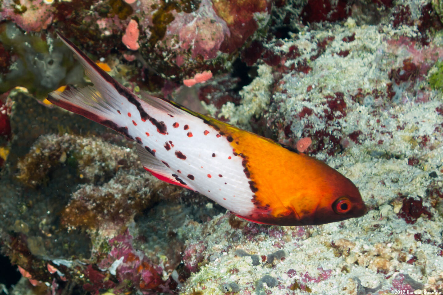 Bodianus anthoides (Lyretail Hogfish)