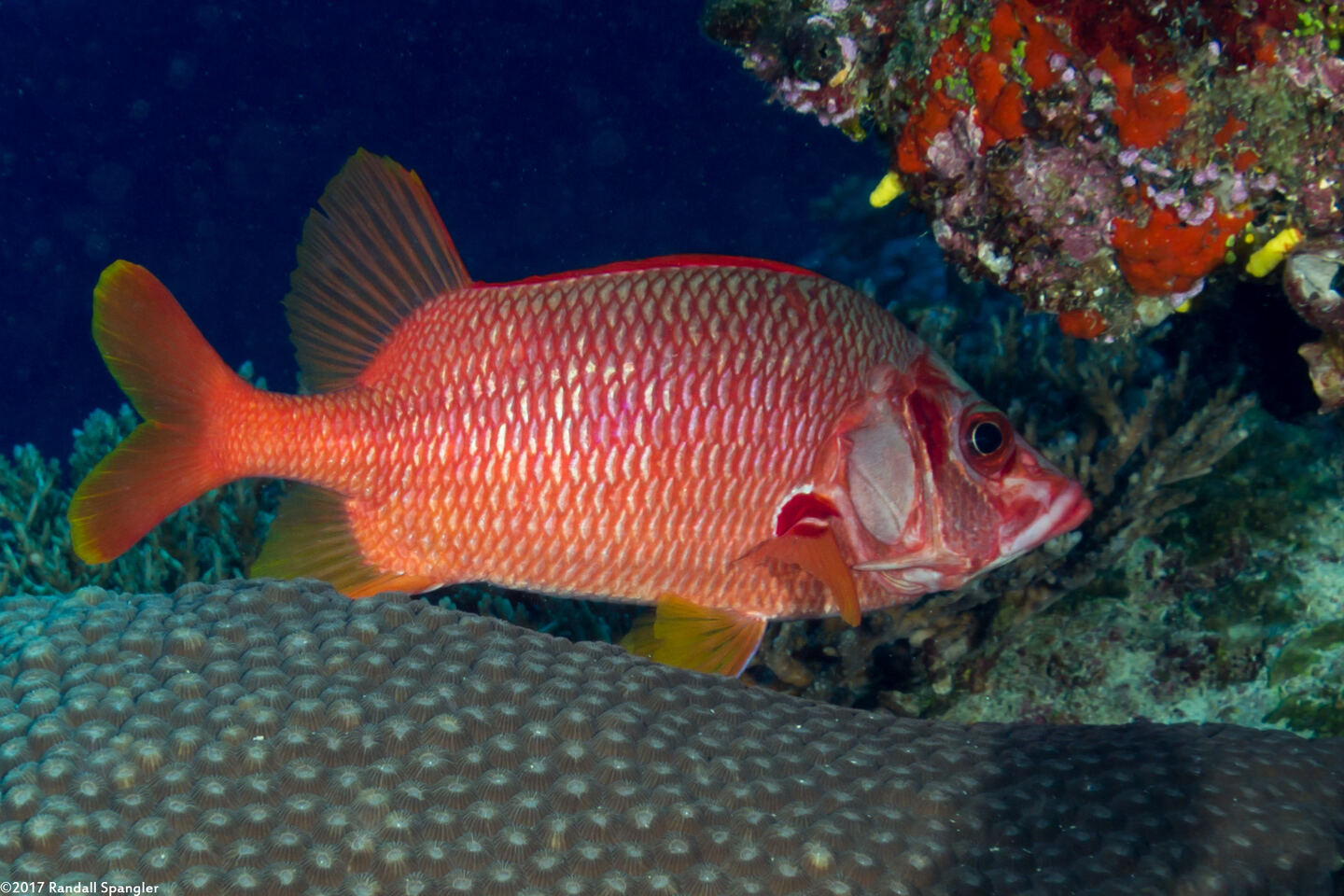 Sargocentron spiniferum (Sabre Squirrelfish)