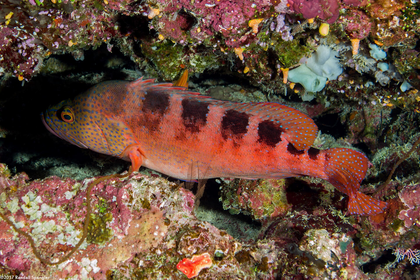 Cephalopholis sexmaculata (Saddle Grouper)