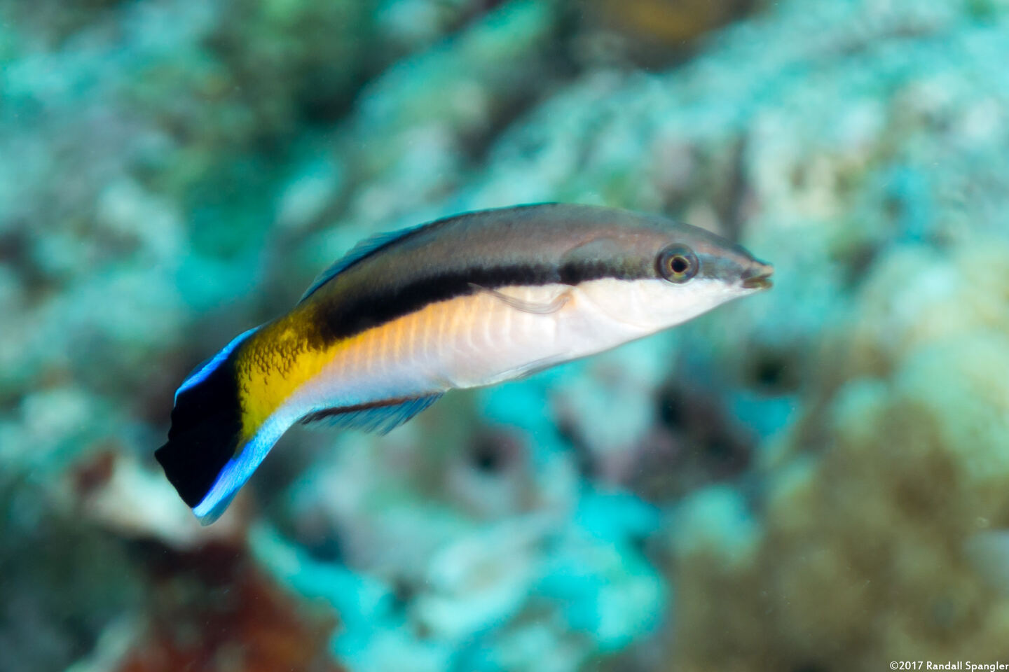 Labroides dimidiatus (Bluestreak Cleaner Wrasse)