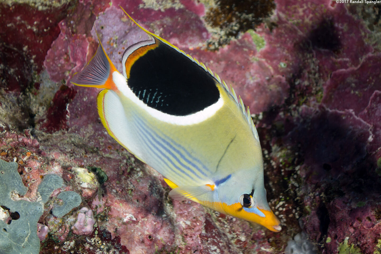 Chaetodon ephippium (Saddled Butterflyfish)